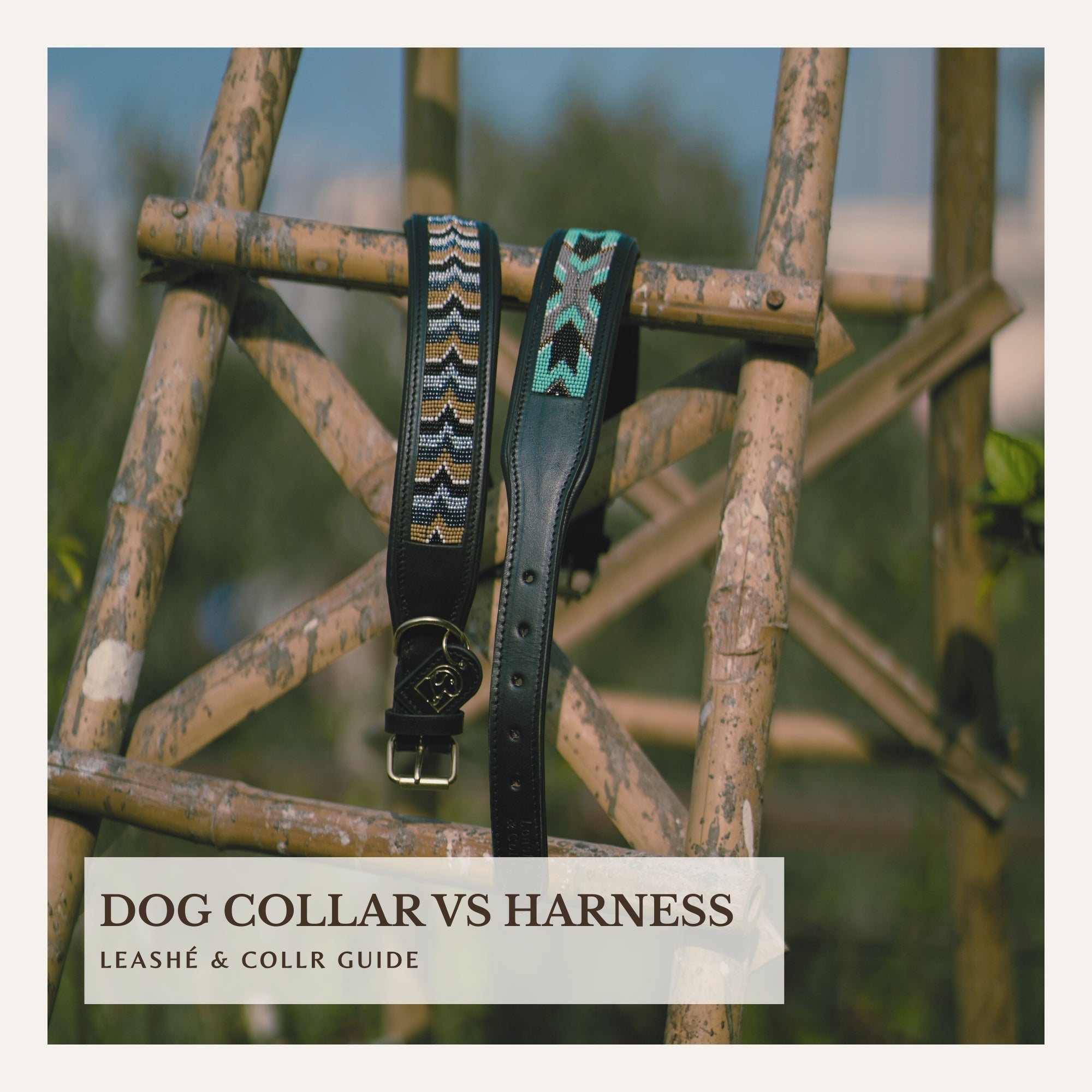 Dog wearing a collar used to explain the difference between dog collars and harnesses. 