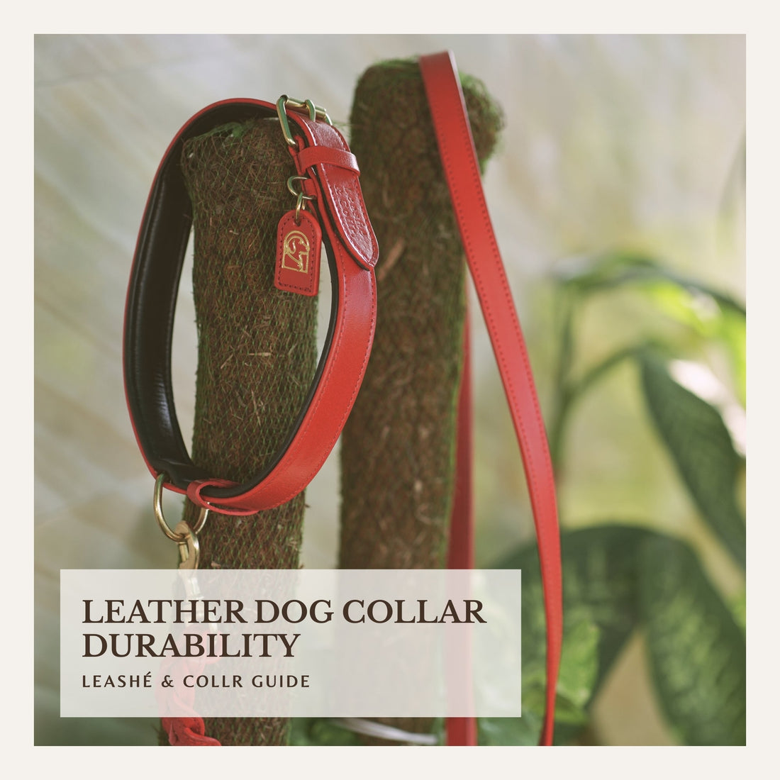 Close-up of a leather dog collar illustrating durability and craftsmanship.