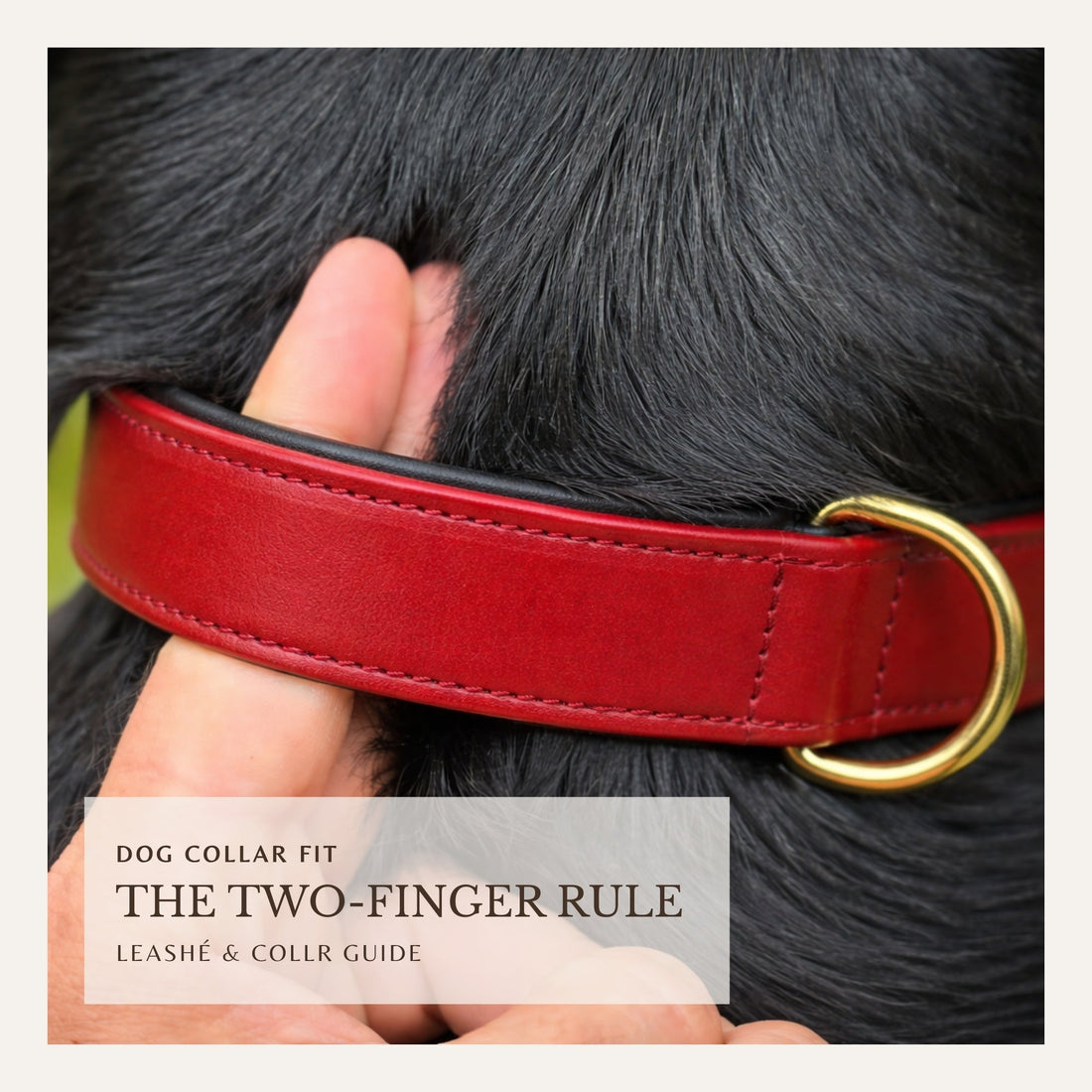Checking proper dog collar fit using the two-finger rule with a leather dog collar.
