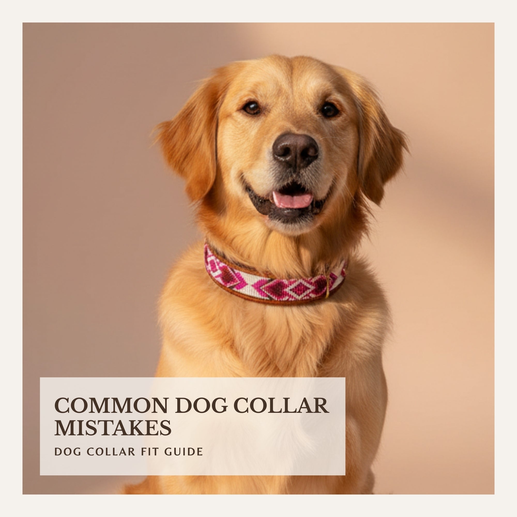 Golden retriever wearing a collar used to illustrate common dog collar fit mistakes.