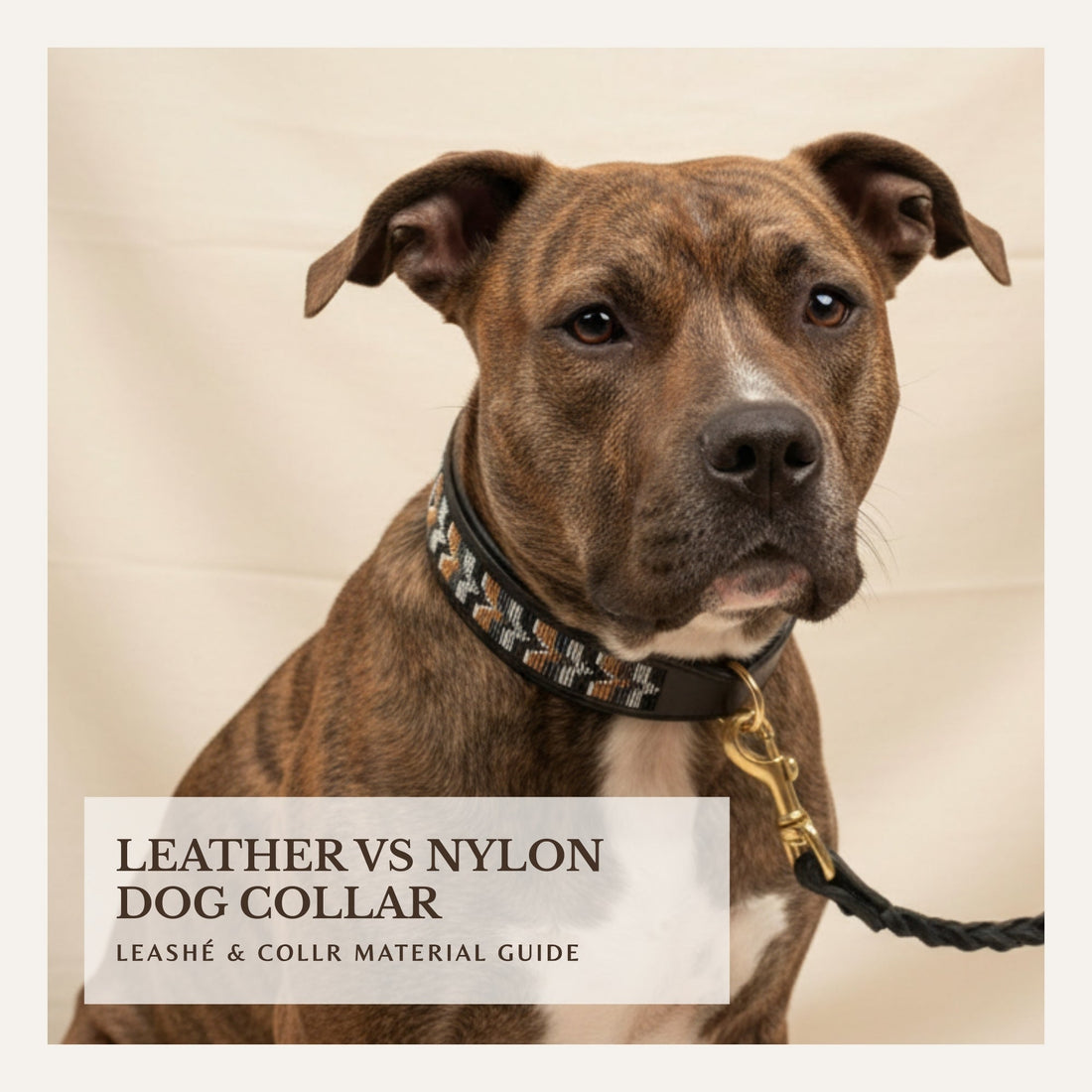 Dog wearing a nylon collar used for comparison with leather dog collars.