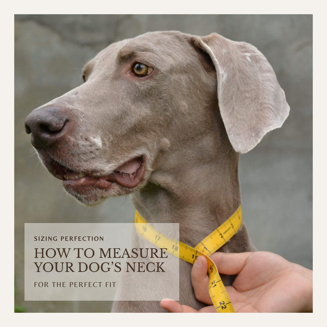 Measuring a dog’s neck for the perfect collar fit using a tape measure.